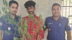 গাঁজা গাছসহ মাদক ব্যবসায়ী গ্রেফতার