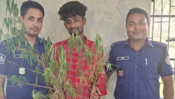 গাঁজা গাছসহ মাদক ব্যবসায়ী গ্রেফতার