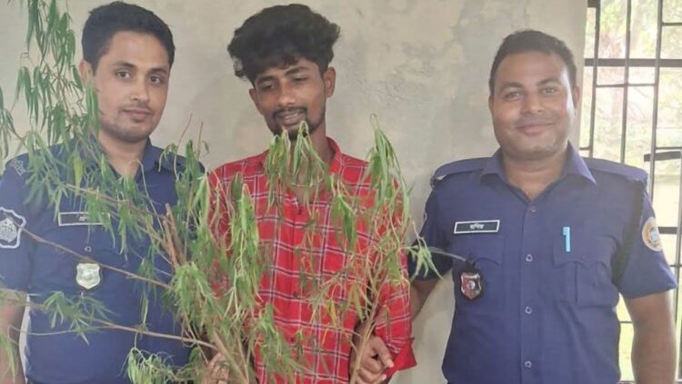 গাঁজা গাছসহ মাদক ব্যবসায়ী গ্রেফতার